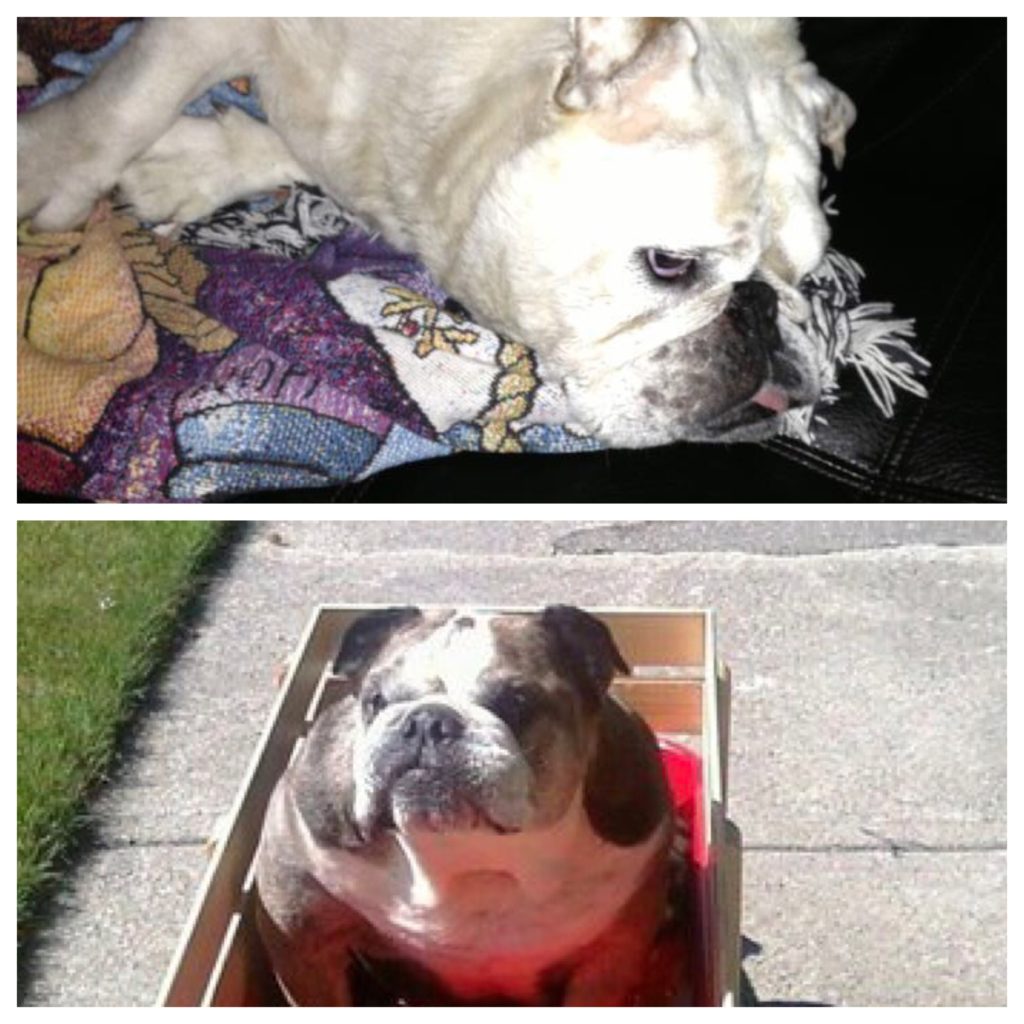 DJ and Daisy – Josie's previous bulldogs.